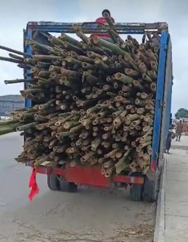 bamboo